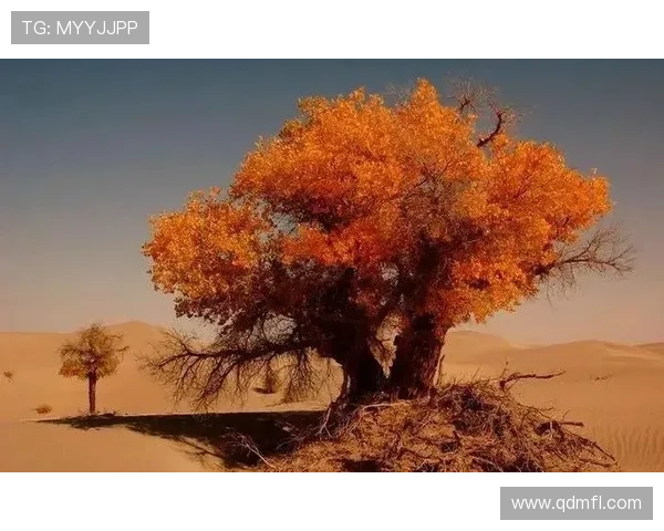 爱似百汇：一场穿越时空的浪漫情缘，勾勒出最动人的生命画卷